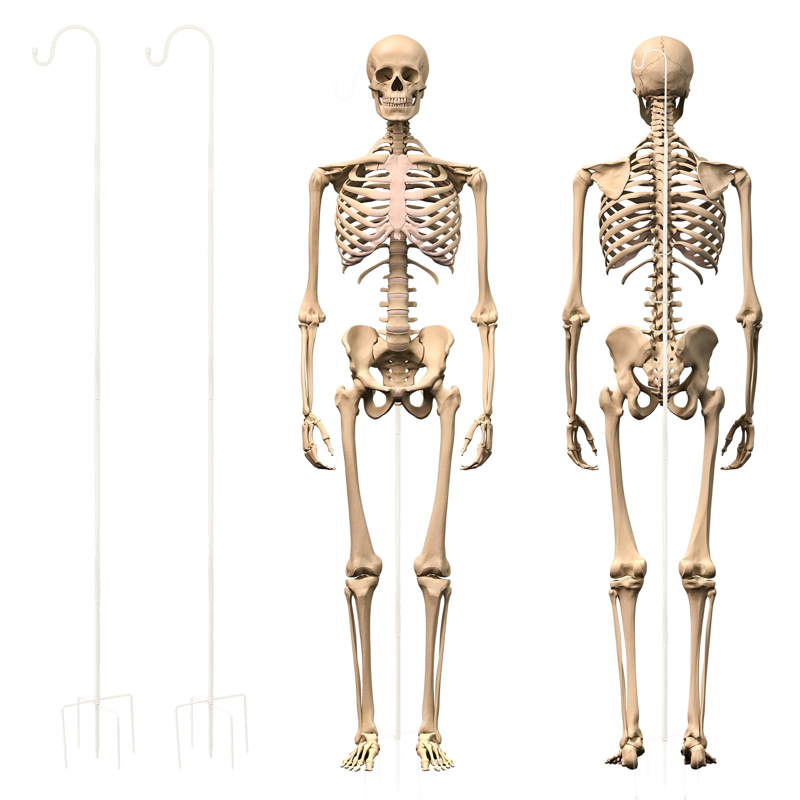 Photo 1 of ** PRODUCT ONLY CONTAINS THE STANDS NOT THE SKELETONS ** Otoolling 2 Sets Skeleton Stand Pose Stay Metal Stand for 6.56 ft Tall Skeletons Halloween Decor Accessories, Skeletons Not Included(White)