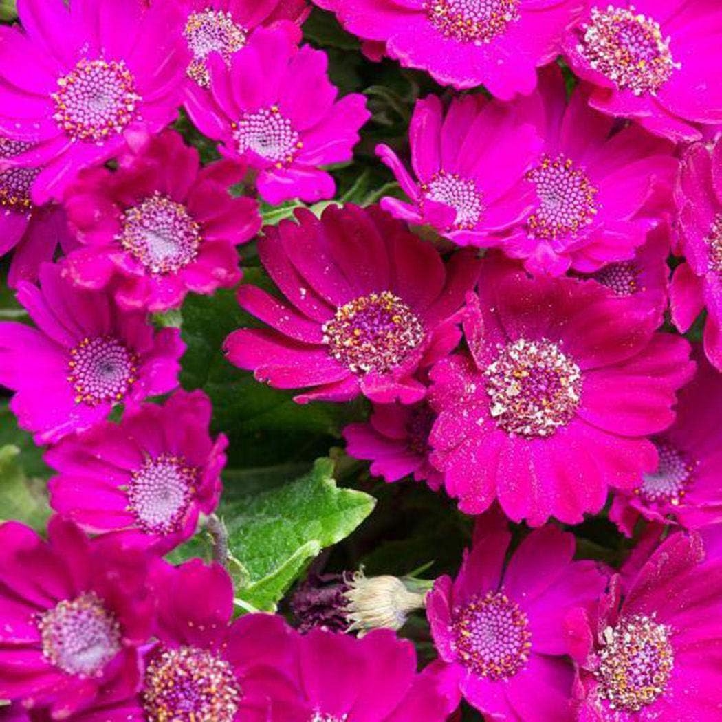 Civilys Chrysanthemum Seeds Aster Daisy Lavender Bonsai Plant Flower Seeds Home Garden Flowers