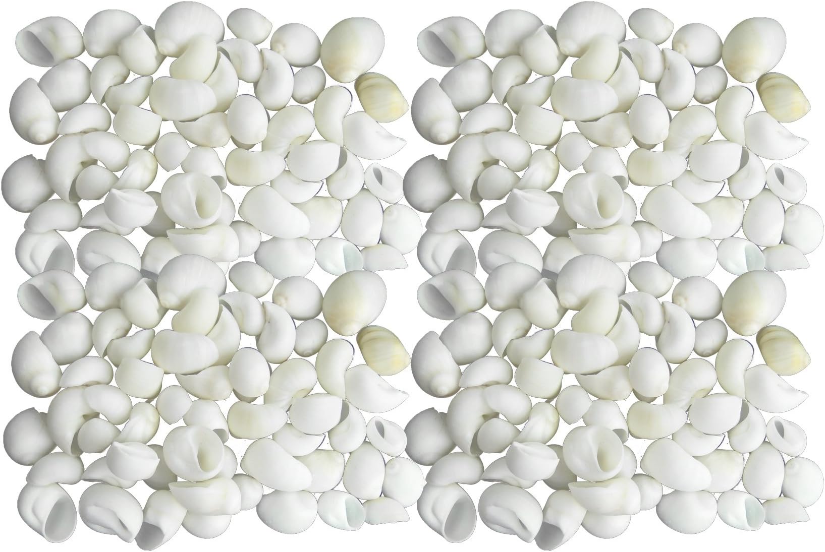 Quality Selected Seashells - Approx 350 pcs shells - Moon shell (Pear - Shaped) / Polinices Tumidus for Seashell Vases, Seashell Boxes, Seashell Frames, Seashell Jewelry Making & Mini Garden Miniture