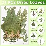 Cinvo 63 Pcs Real Dried Leaves with Tweezers Assorted DIY Craft Set 2023 view 3