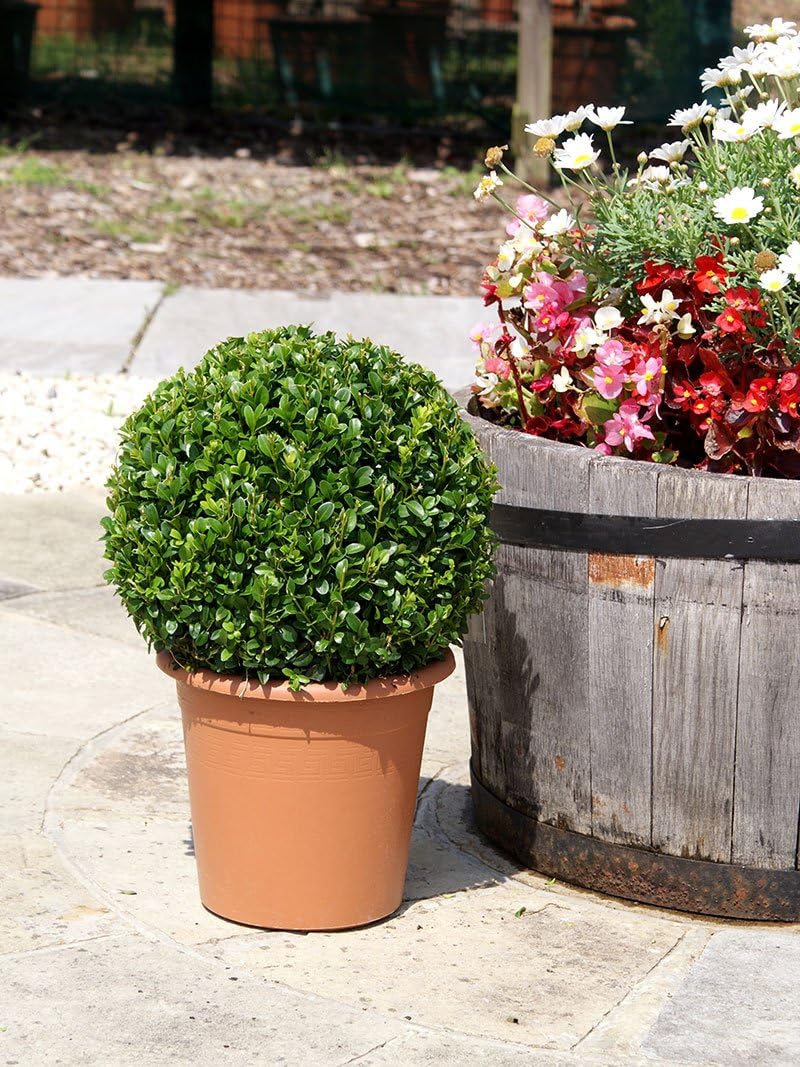Buxus Sempervirens Ball (30cm) Amazon.co.uk Garden & Outdoors