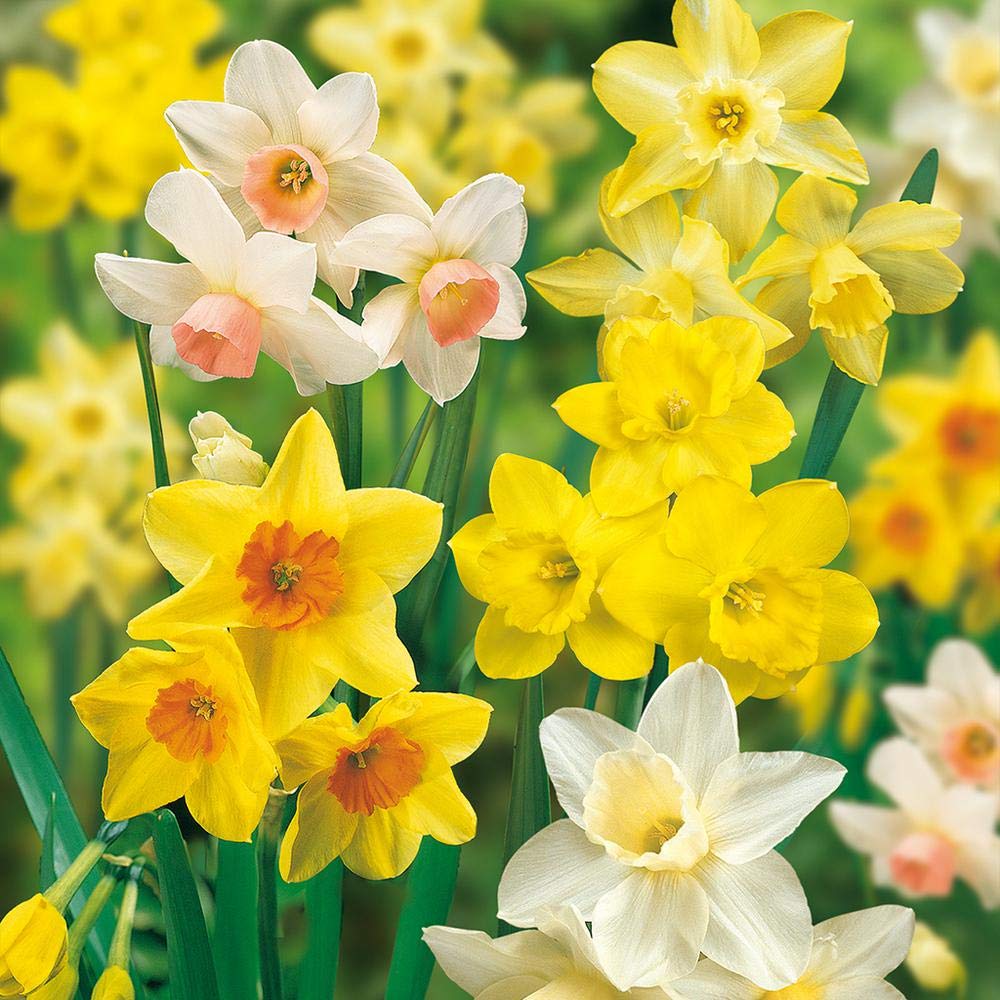 Daffodils Flower Information In Hindi Best Flower Site