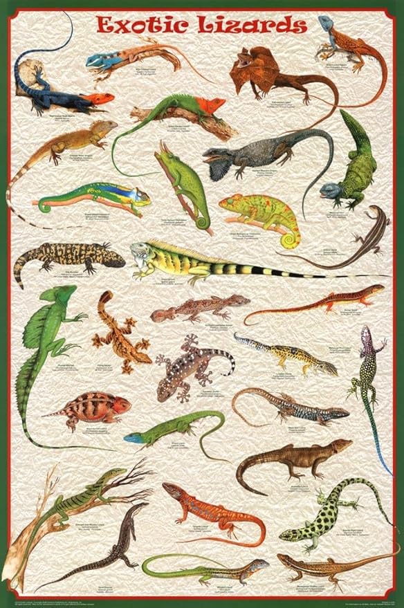 exptic reptiles