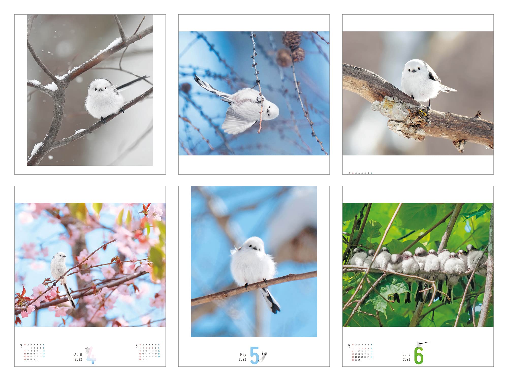 注目 シマエナガ アートフレーム カレンダー 置小物 その他
