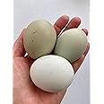 Colors ONLY - 3 Chicken Fertile Hatching Eggs - Shipped in Foam from Free Range Birds