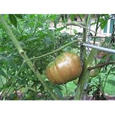 Cherokee Purple Heirloom Tomato Plant, Indeterminate, Rich Complex Flavor, 3.5" Tall, Pack of 3