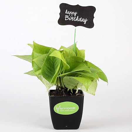 Ferns N Petals Golden Money Plant Live With Happy Birthday Tag Indoor Black Plastic Pot 3 X 3 Inches