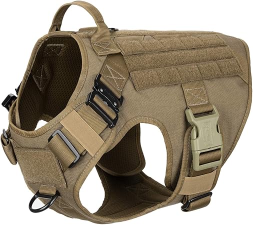 daisy dog breeders near me