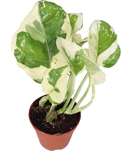 string plants indoor Assorted Strings – Plant Detectives main image 0