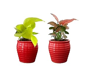Rolling Nature Combo of Good Luck Air Purifying Live Golden Pothos and Pink Syngonium Plant in Red Ceramic Pot