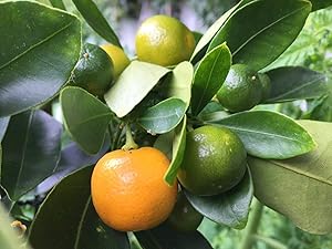 Raj Garden Plants Chinese Calamondin Orange Live Plant
