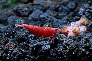 Red Cherry Shrimp Fire Red SS Grade Live Freshwater Aquarium Shrimp - 1/2 to 1 inch Long (10 Shrimp)