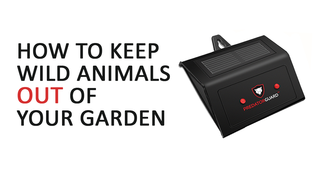 Solar Powered Predator Deterrent Light Scares Nocturnal