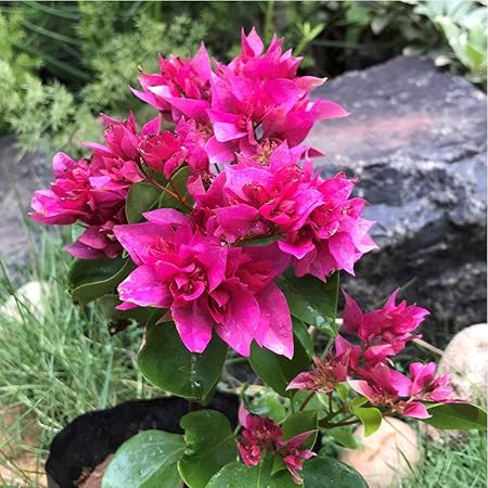 Aiden Gardens Bougainvillea Flower Plant Mahara Magic Red Color Paper Flower 1 Healthy live plant