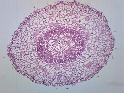 EISCO Zea Mays Root Tip, Cross Section - Prepared Microscope Slide - 75 ...