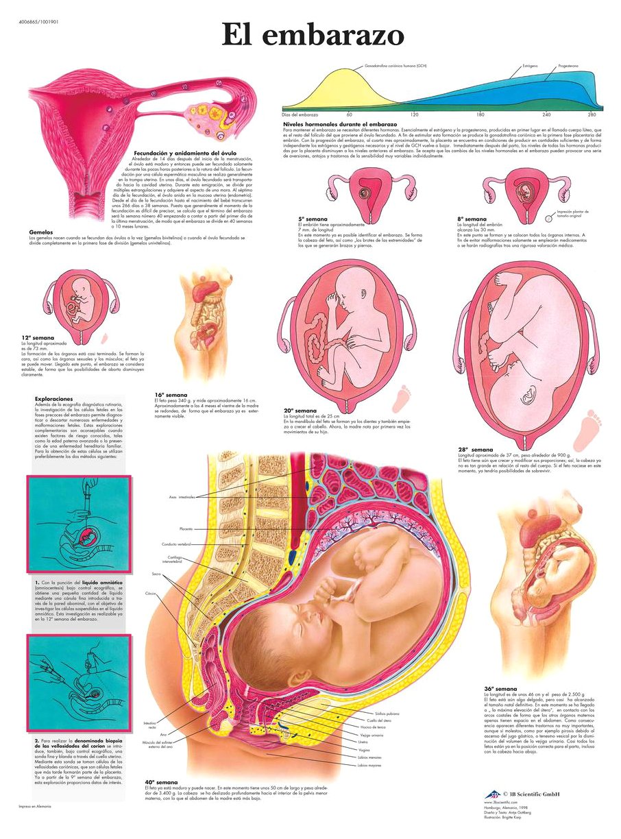 3B Scientific Printed in Paper, Pregnancy, 1