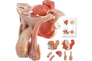 HADWYN Male Genital Organ Model Pelvic Muscles