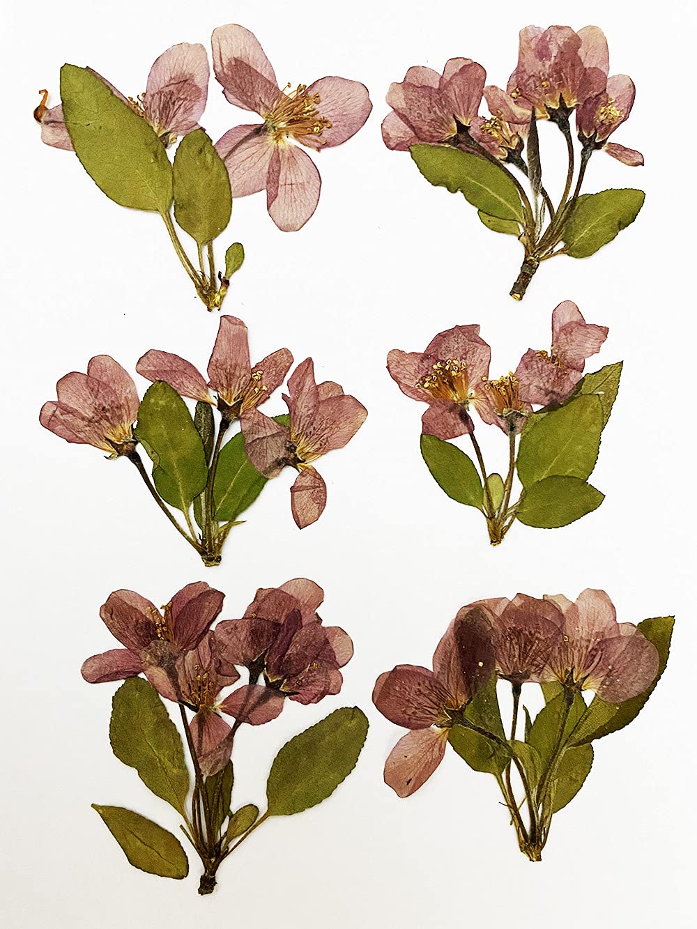 HANDI-KAFU 6 pcs Begonia Real Natural Dried Pressed Flowers for Resin Art Craft DIY