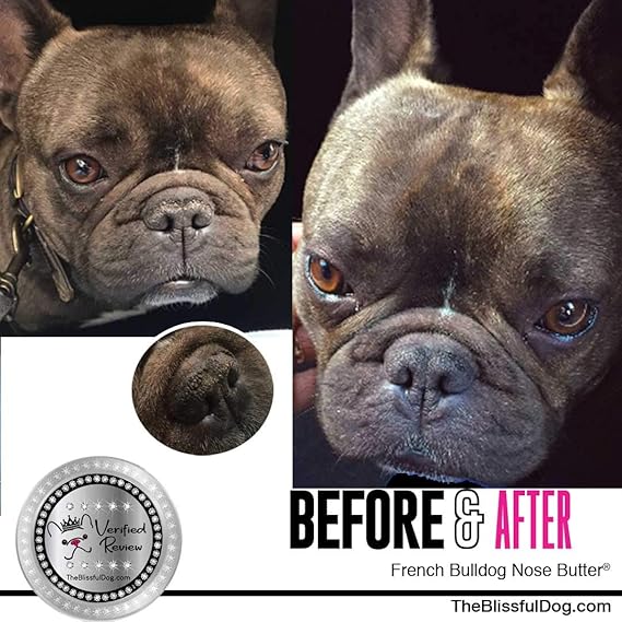 french bulldog crusty nose