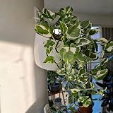 ORIMERC 6 Pack Self Watering Wall Planters White Indoor Outdoor view 4