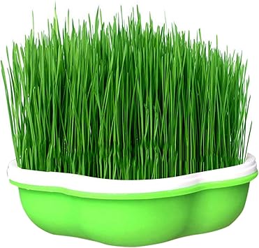 Amazon Co Jp スプラウト 栽培キット もやし栽培 Diy 発芽 トレイ 発芽器 Bpaフリー 家庭用 育苗 育成 水耕栽培 家庭菜園 野菜用具 植物育成 室内 家 オフィス スポーツ アウトドア