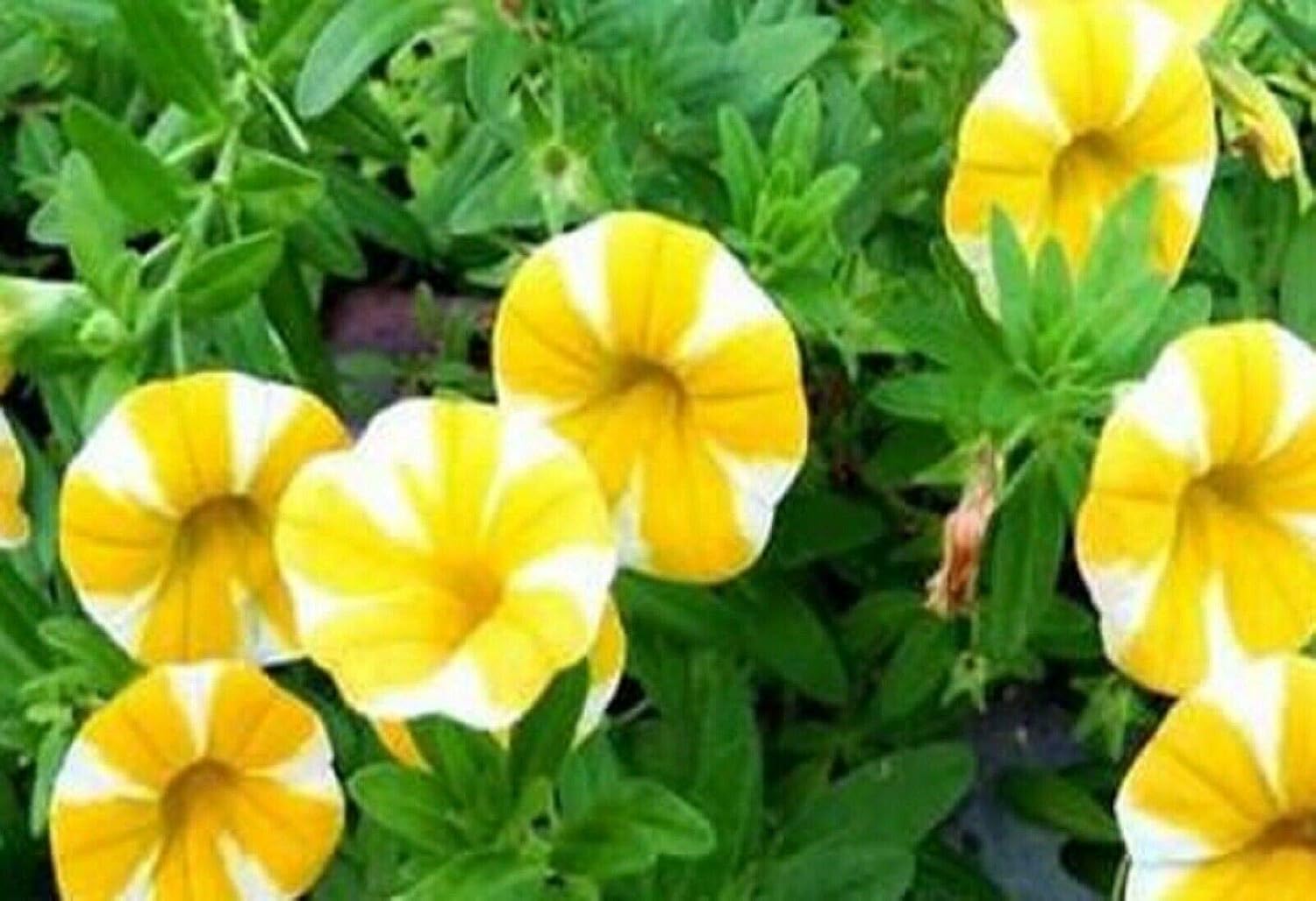Amazon.com : 100 Seeds Yellow & White Phantom Petunia Flower Seeds SBC