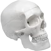 hBARSCI Human Skull Model - Medical Quality - 3 Parts with Removable Calvaria &amp; Articulated Mandible - Anatomy Skull, Plastic Skull Replica, Life Size Skull