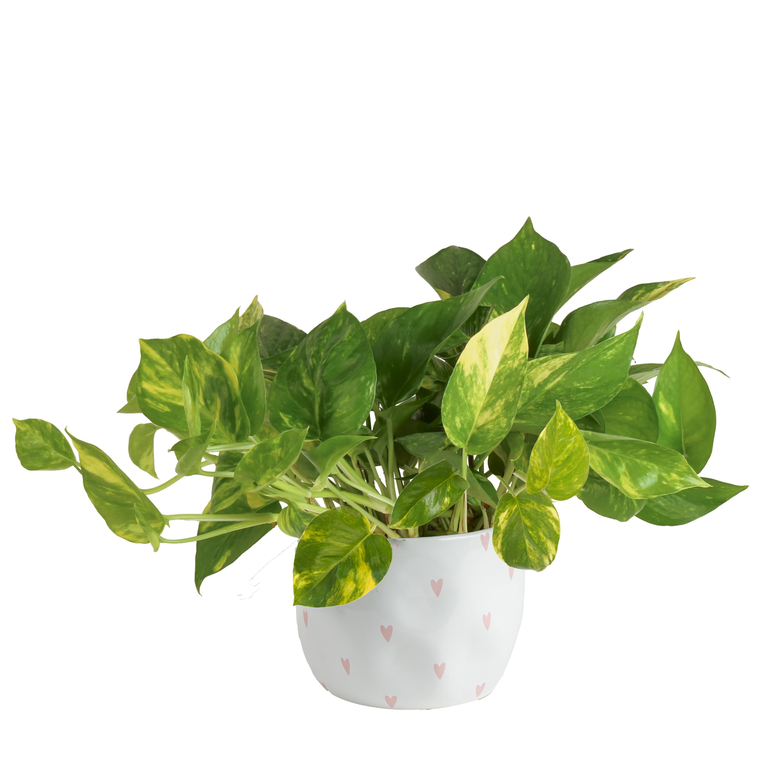 Costa Farms Live Pothos Plant, Easy to Grow Vining Houseplant in Cute Décor Planter, Housewarming Gift, Room Decor, 10-12 Inches Tall