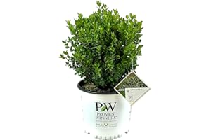 Blooming & Beautiful - Sprinter Boxwood - 3 gal - Proven Winners - Evergreen Shrub - Green Foliage - Grows Fast - Year-Round Interest - Zones 5-9 - Buxus microphylla 'Bulthouse' PP25896-3 Gallon Pot