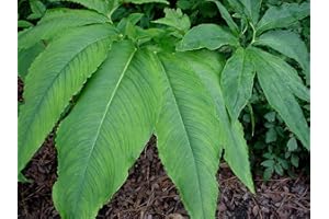 Ten (10) SAUROMATUM VENOSUM BULBILS Tuber Corm Voodoo Lily Bulb AMORPHOPHALLUS
