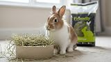 William Hunter Friendly ReadiGrass 1kg High Fibre For Rabbits & Guinea Pigs view 4