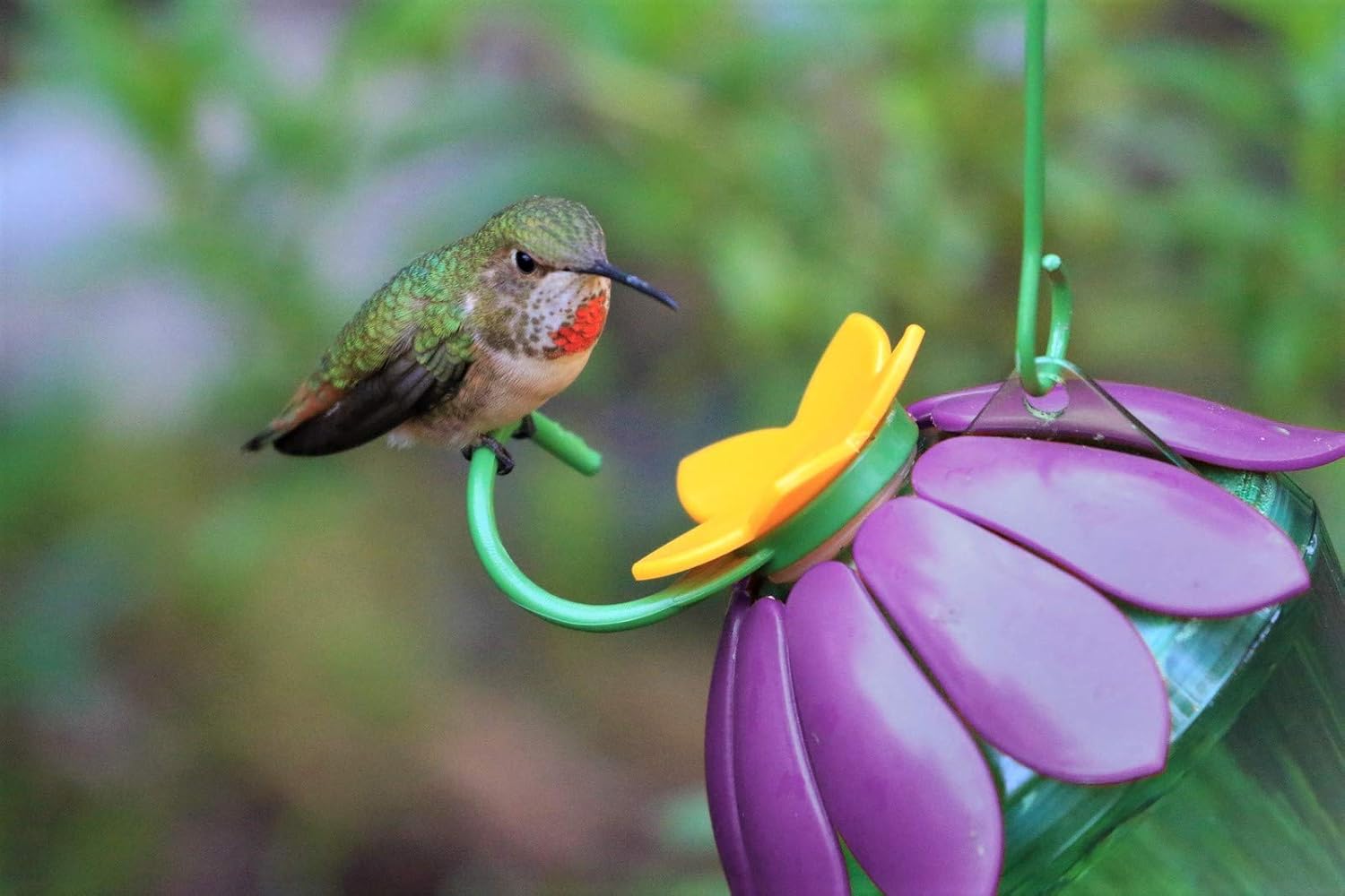 Amazon Co Jp Nature S Way鳥類製品sfhf2だから本物の単一花ハチドリフィーダー 紫色 ホーム キッチン