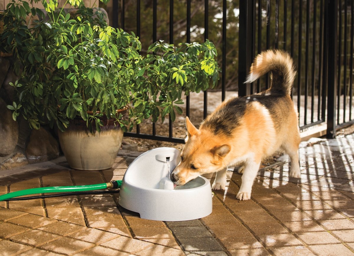 PetSafe Drinkwell Everflow Indoor/Outdoor Dog and Cat Water Fountain, 192 oz.