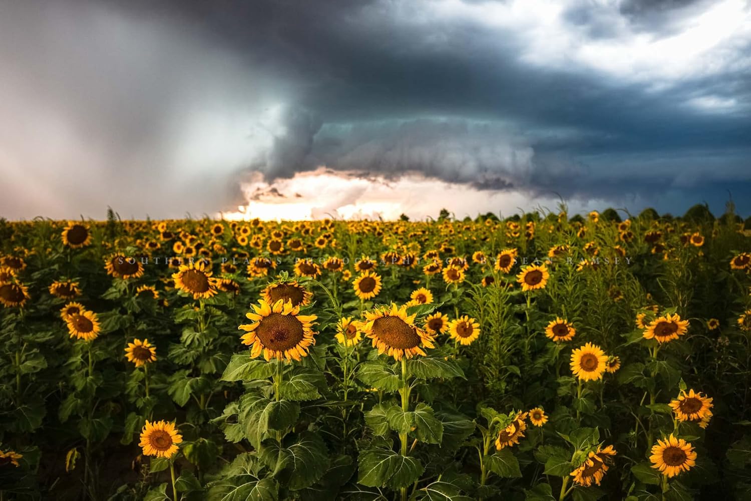 Photographs - Country Photography Print (Not Framed) Picture of Sunflowers Facing Away from Storm on Autumn Day in Kansas Thunderstorm Wall Art Farmhouse Decor (5