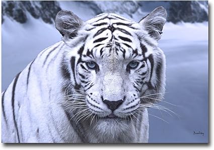 Tableau Tigre Blanc Neige 55 X 80 Cm Toile Canvas 350g M2 Amazon Fr Cuisine Maison