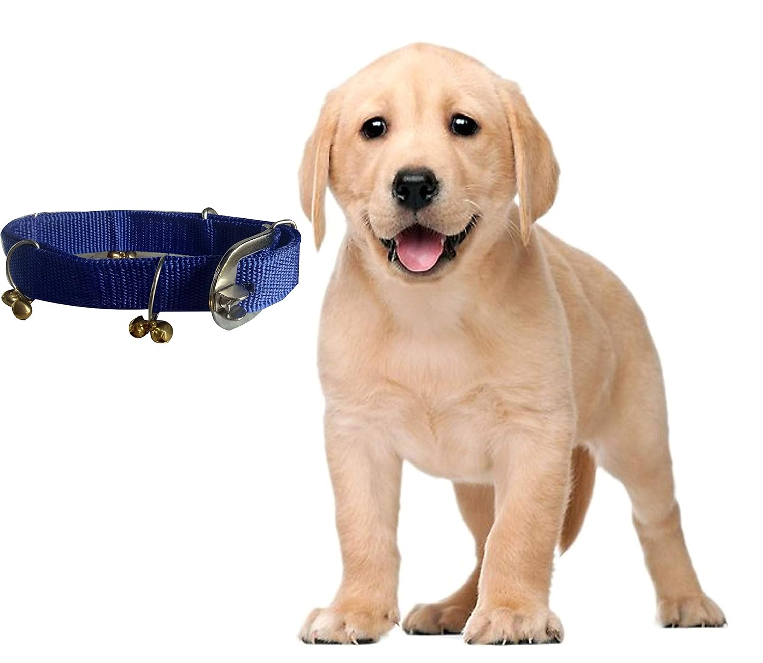 belt for labrador puppy
