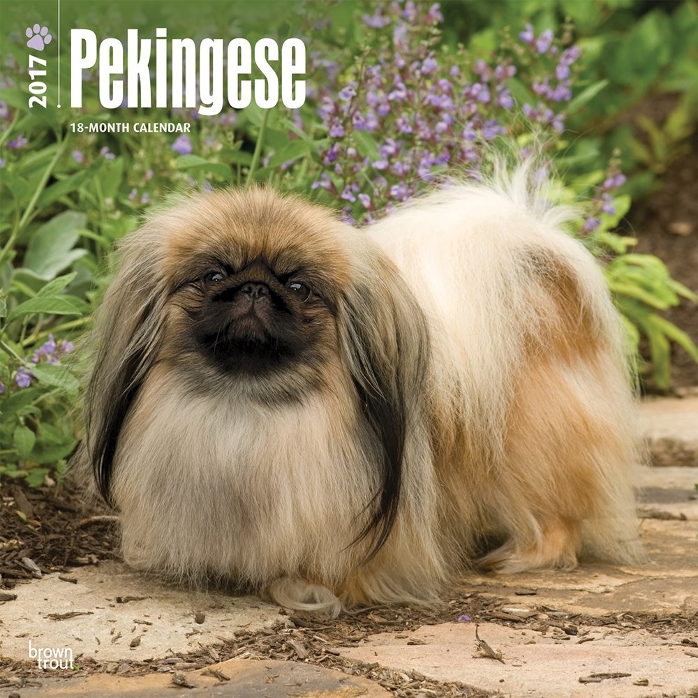 Pekingese 2017 Calendar