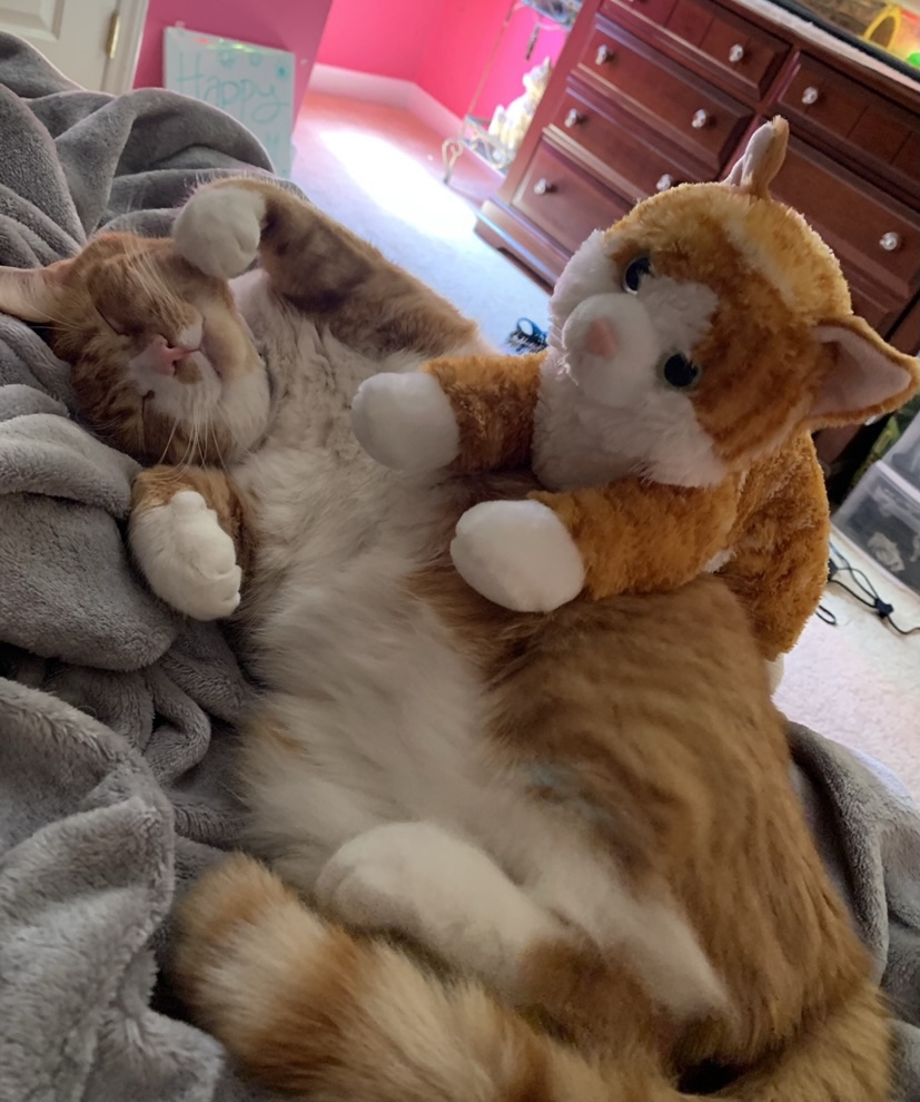 Aurora Flopsies Chester Cat – Peluche Gatto Marrone 30cm – Morbido E Coccoloso, Dalla Nascita
