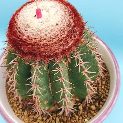 Amazon Co Jp 伊豆シャボテン動物公園 鉢植え サボテン 多肉植物 メロカクタス属 帝雲 ていうん 鉢付きセット 砂色 ナチュラル ホーム キッチン