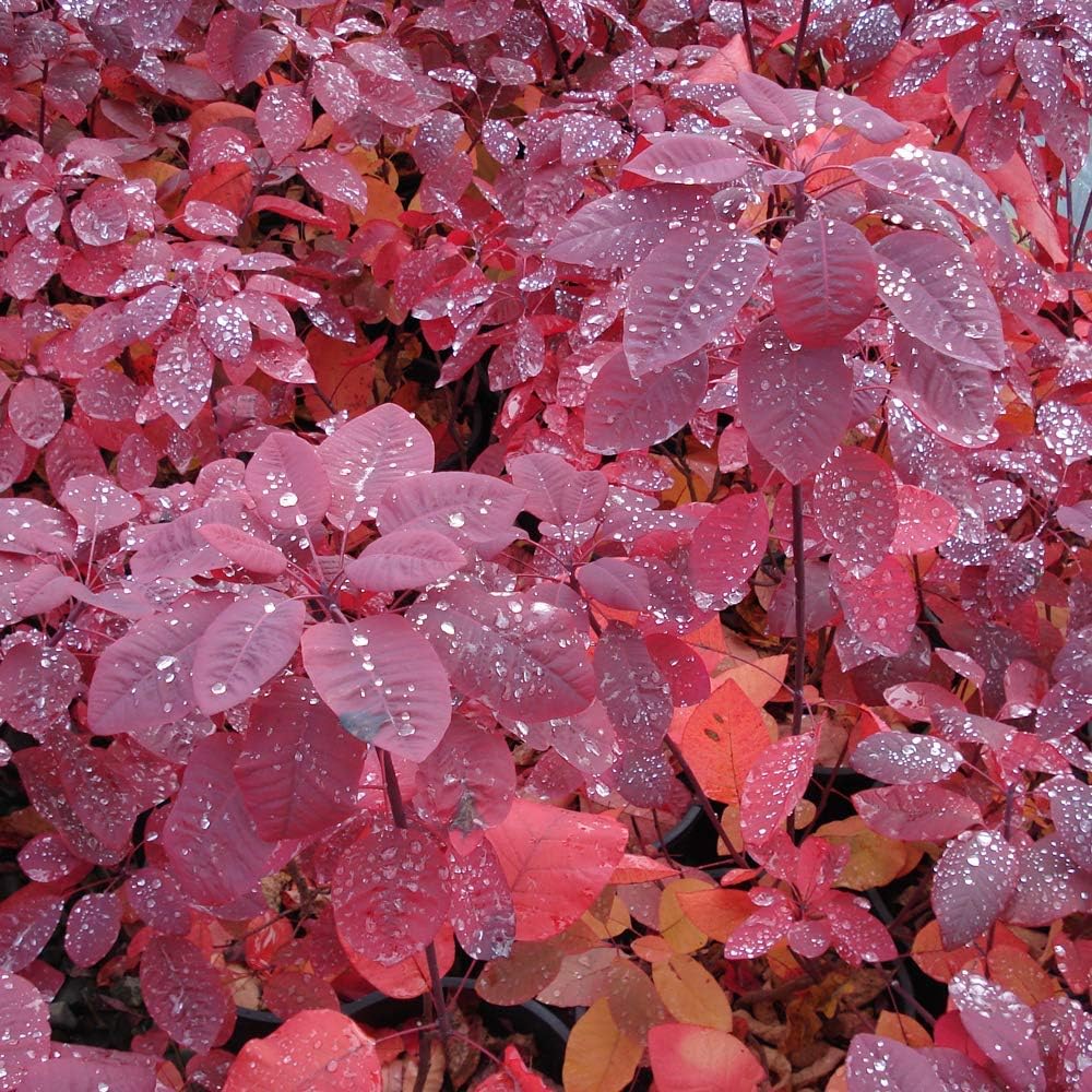 Cotinus coggygria 'Old Fashioned' Smoke Bush Deciduous Garden Shrub ...