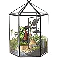ELEGANTLIFE Glass Geometric Plant Terrarium,Succulent & Air Planter for Home Garden Office Decoration,No Plants(Black Hexagonal)