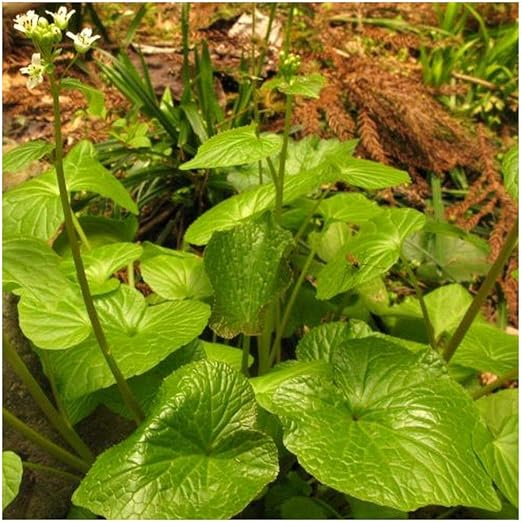 Wasabi 20 Seeds Amazon.co.uk Garden & Outdoors