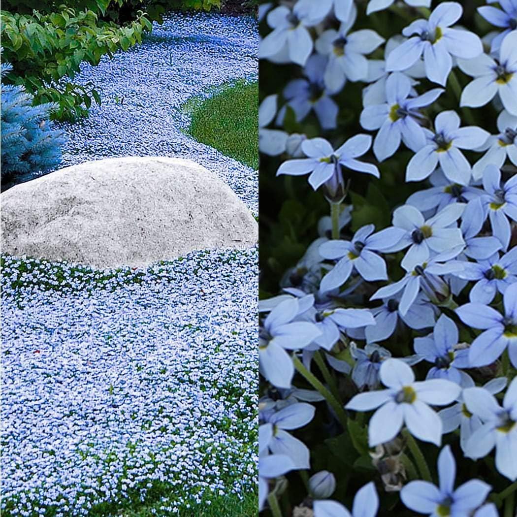 Dickin Outdoor Gardening Yard Blue Foot Grass Seeds Shade Home Lawn Decoration Flowers