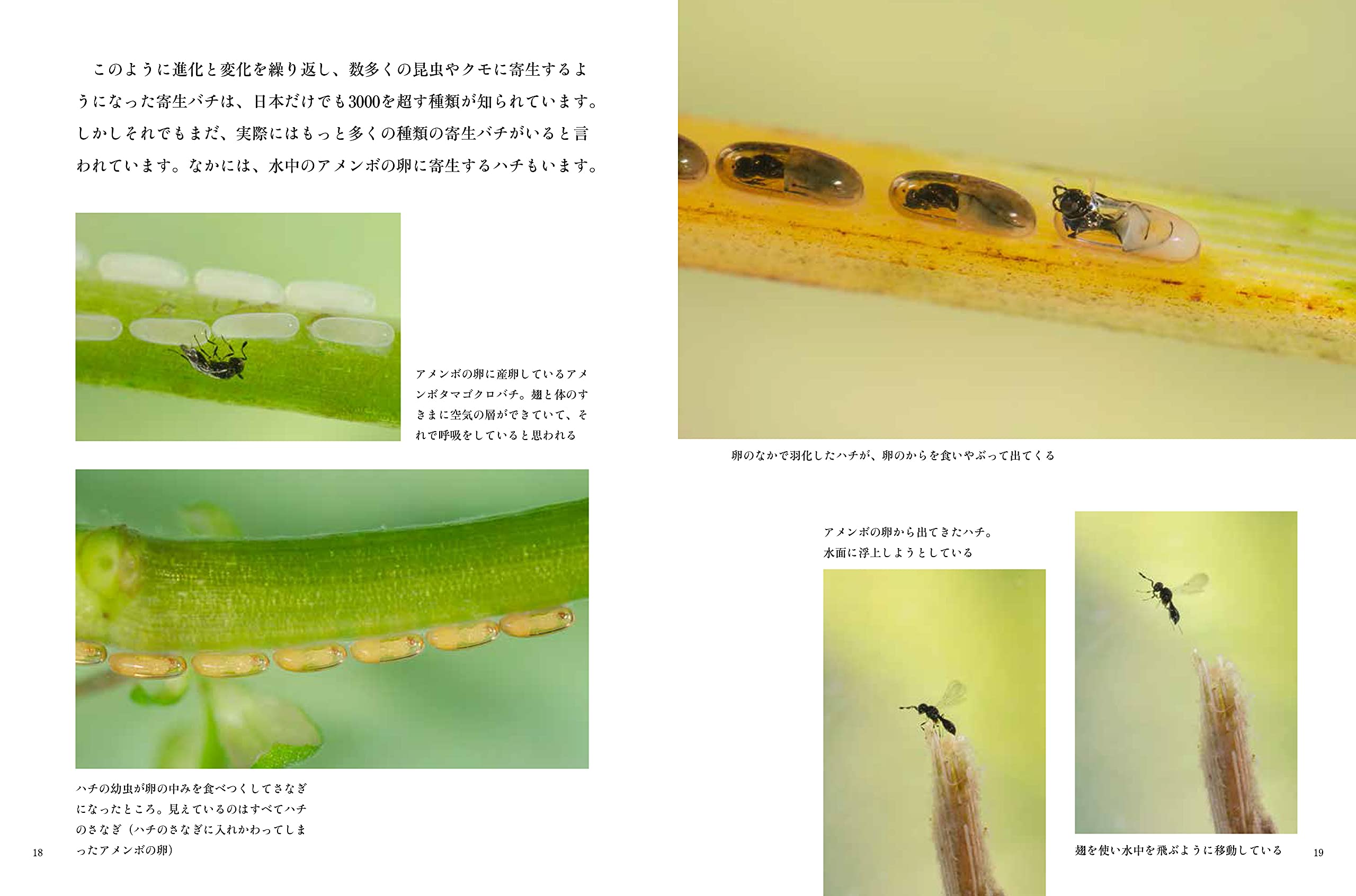 ハチという虫 月刊たくさんのふしぎ21年6月号 藤丸 篤夫 藤丸 篤夫 本 通販 Amazon