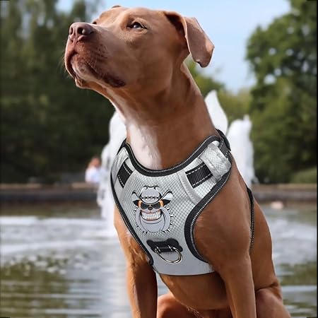 medium size dog harness