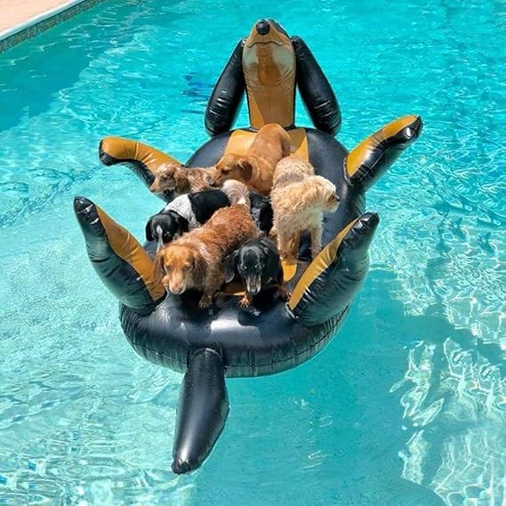 dachshund pool float amazon