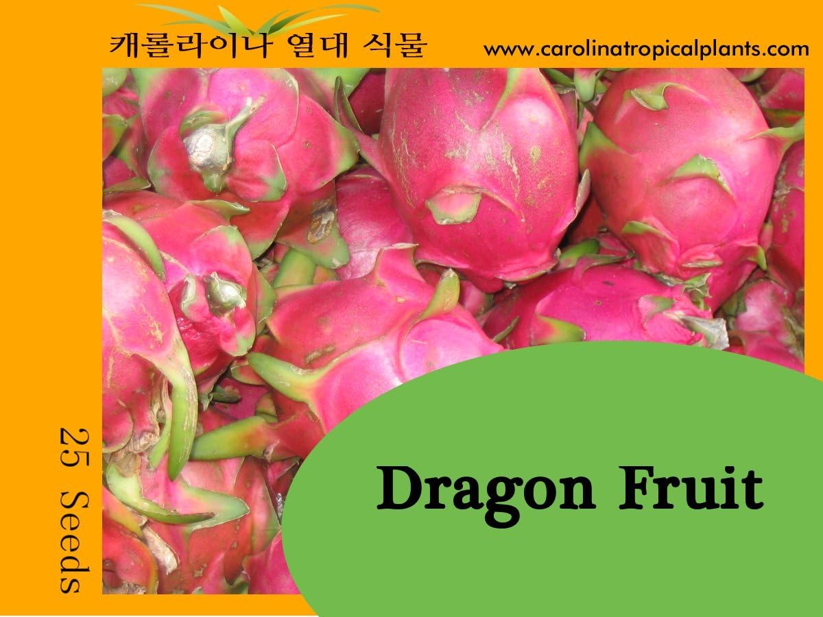 Dragon Fruit (Hylocereus undatus) seeds - 25 Seeds