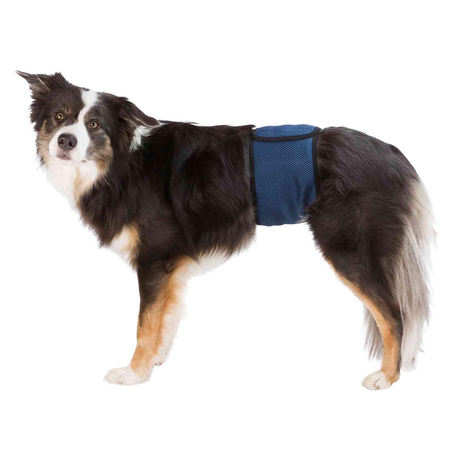 Trixie Belly band for male dogs