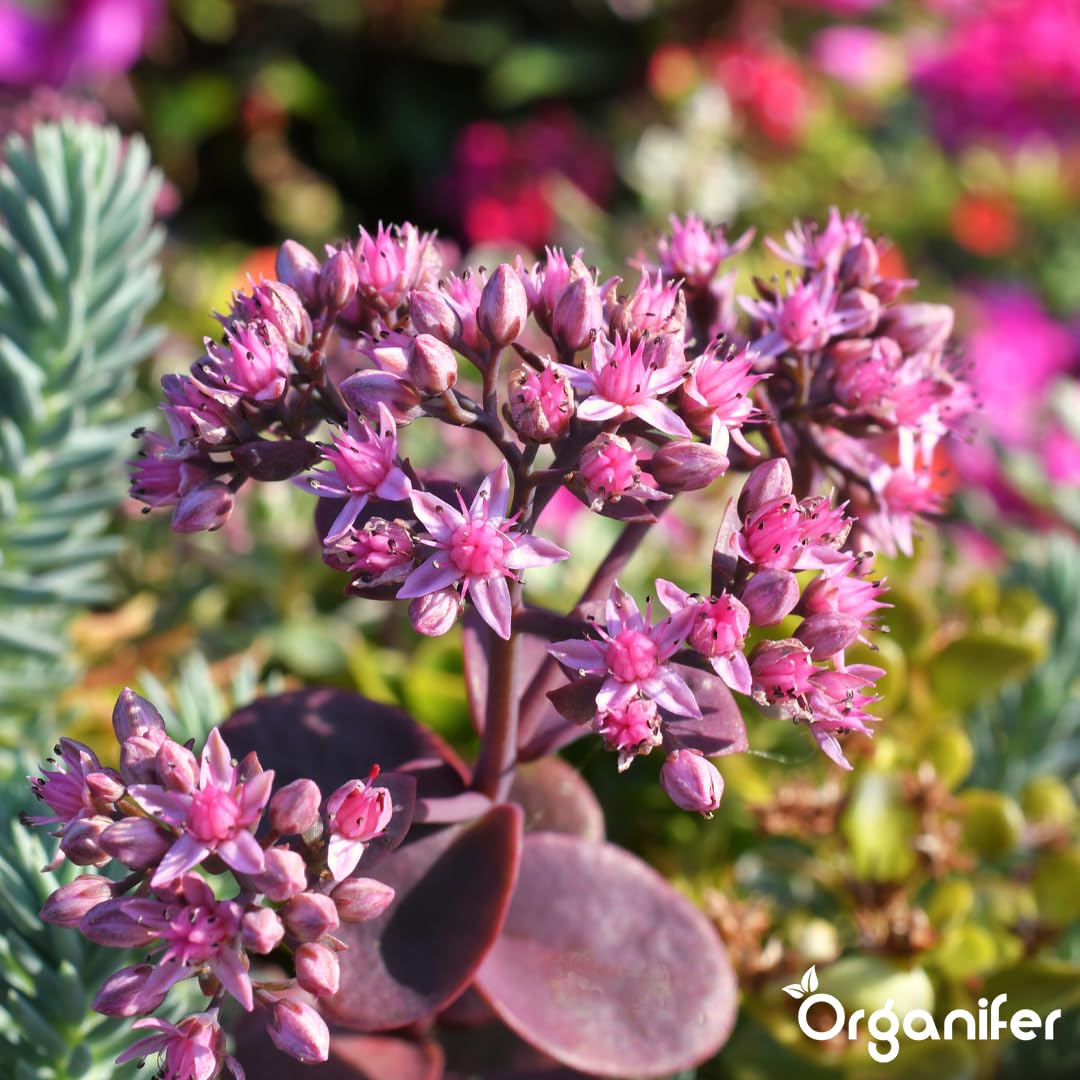 Dünger für Sedum und Dachbegrünung - 10 kg = 200 m2 - Langzeitdünger für Sedumdächer - Kräftiges Wachstum - Vorbeugung von kahlen Stellen - Mit Magnesium - NPK 9-2-7 - Organifer 6