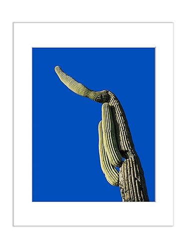 Amazon Com Saguaro Cactus Southwestern Wall Art Kitchen Decor